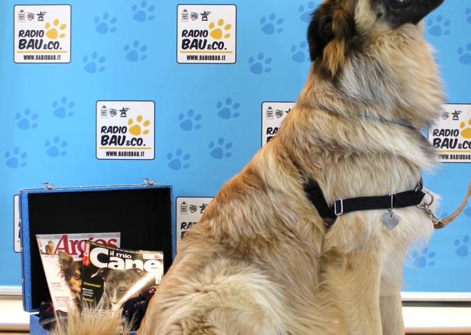 Tenente Colonello Veterinario Lorenzo Tidu, cani che rilevano il tumore alla prostata