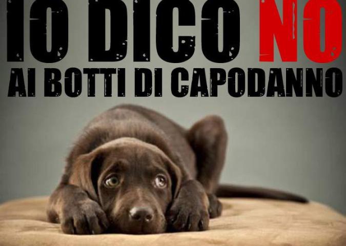 NICO TAVIAN Veterinario, consigli anti stress per i nostri amici a 4 zampe contro i botti di Capodanno