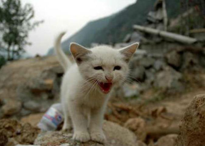 NICO TAVIAN Veterinario, come si comportano gli animali in caso di calamità naturali?
