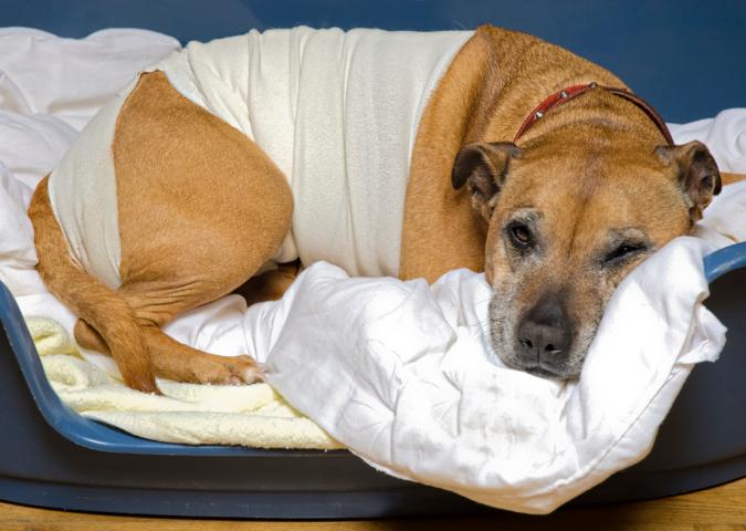 NICO TAVIAN Veterinario, ci sono diete post-operatorie per gli animali?