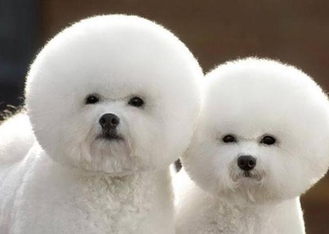 NICO TAVIAN Veterinario, gli sbagli di toelettatura causando un taglio sulla cute del cane: si può chiedere i danni al centro di toelettatura?