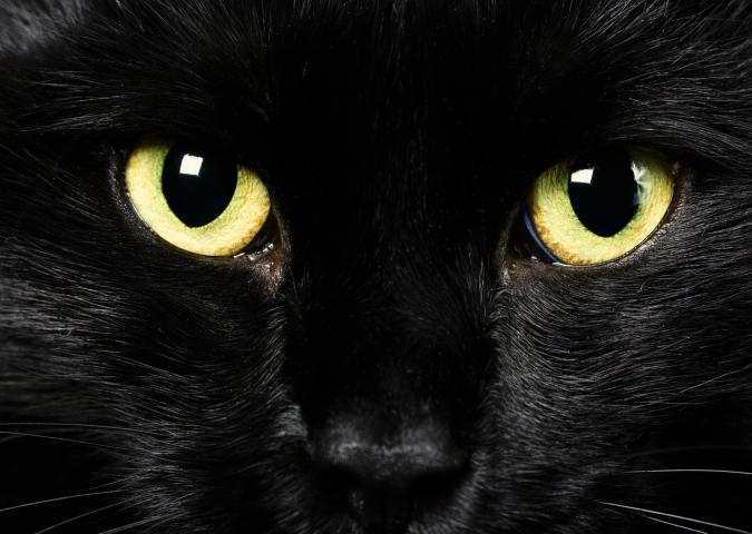 NICO TAVIAN Veterinario, consigli per un gatto investito