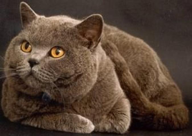 NICO TAVIAN Veterinario, consigli per combattere la forfora nei gatti