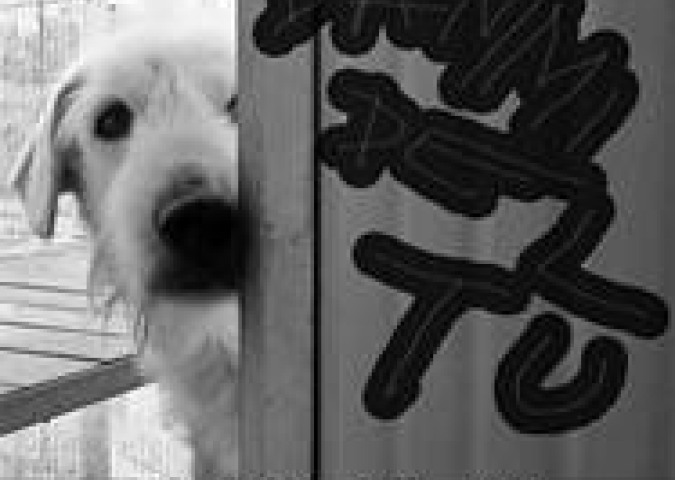 MATTEO GRECO, una canzone per il mio cane "Dammi del tu"