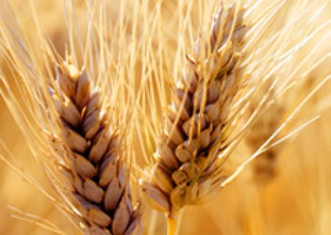 DOTT.SSA DEBORA RASIO, l’energia dell’alimentazione