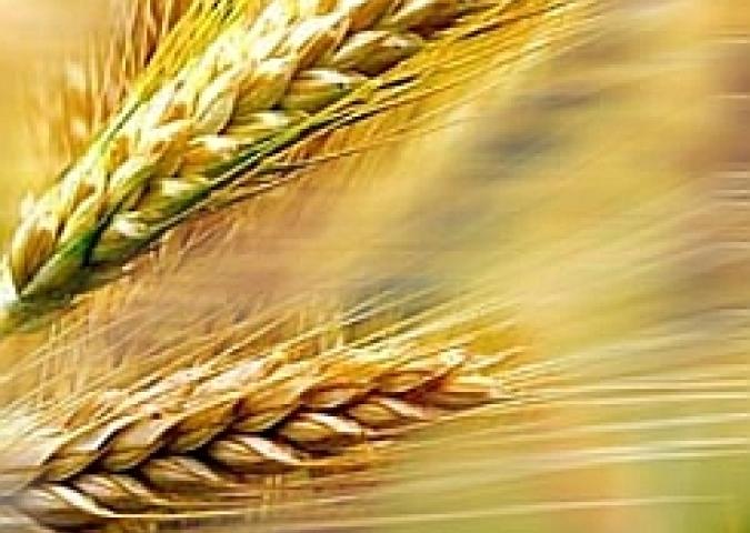 LUCA SPECIANI Medico Nutrizionista ed Esperto della rivista Starbene, la celiachia