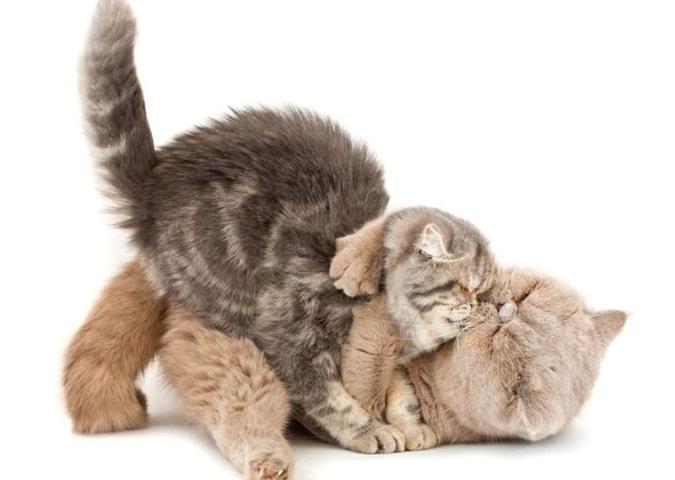 NICO TAVIAN VETERINARIO, un gatto castrato con impulsi sessuali anomali