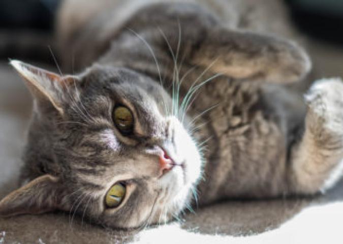 NICO TAVIAN Responsabile del Pronto Soccorso Veterinario di Lainate Milano