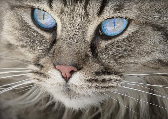 NICO TAVIAN Responsabile del Pronto Soccorso Veterinario di Lainate Milano