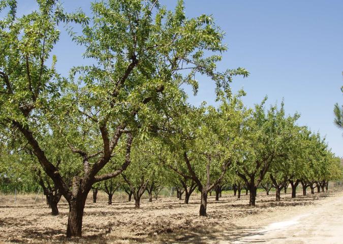 DALLA RICERCA SI APRE UNO SPIRAGLIO: SCOPERTO UN OLIVO ANTI XYLELLA