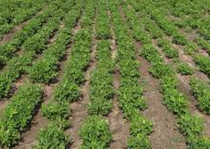 A ROVIGO MANCANO 300 BRACCIANTI: CONFAGRICOLTURA LANCIA L'APPELLO