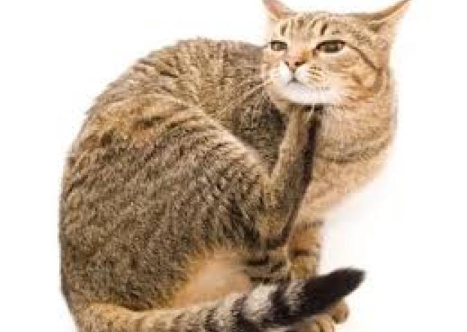 NICO TAVIAN Responsabile del Pronto Soccorso Veterinario di Lainate Milano
