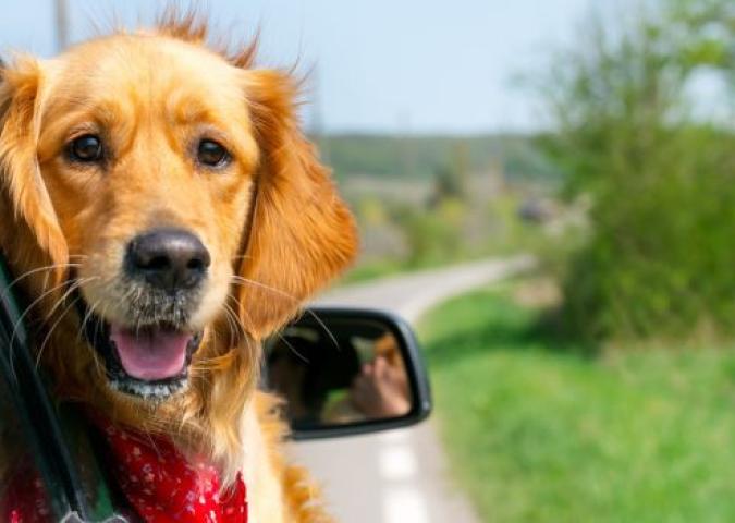 NICO TAVIAN Responsabile del Pronto Soccorso Veterinario di Lainate Milano