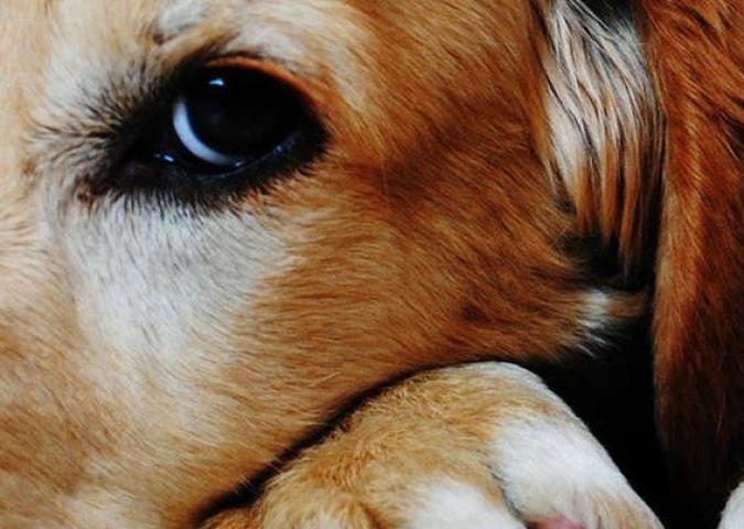 NICO TAVIAN Veterinario, le reazioni allergiche nei nostri animali