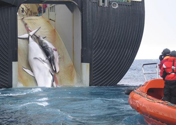 Il Giappone riprende la caccia commerciale alle balene.