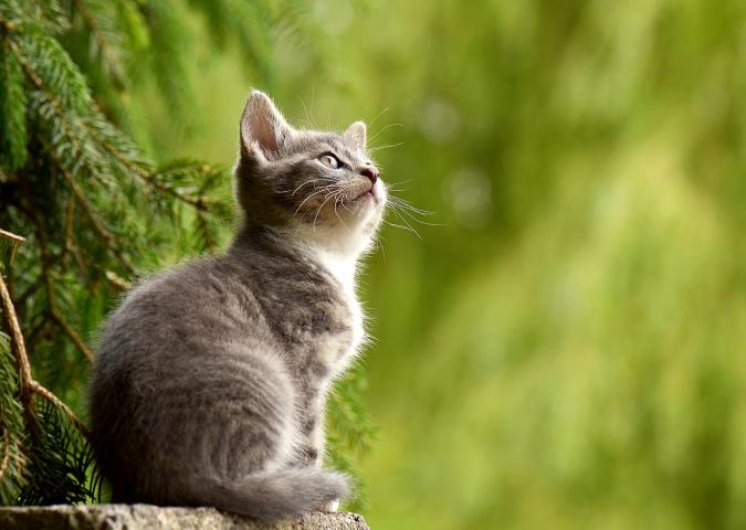 Gli animali: come sono nella realtà e come sono nei cartoni animati