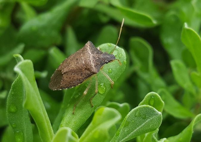 Il gran caldo impatta sui raccolti: allarme per la cimice asiatica.