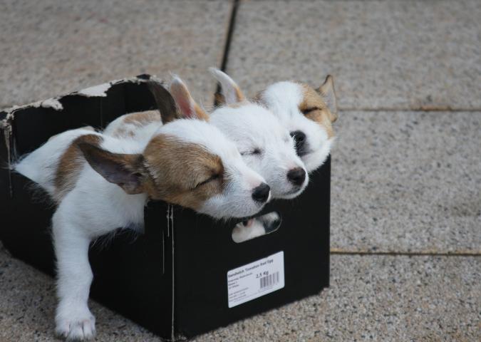 La mafia dei cani invade l’Italia di cuccioli dall'Est Europa.