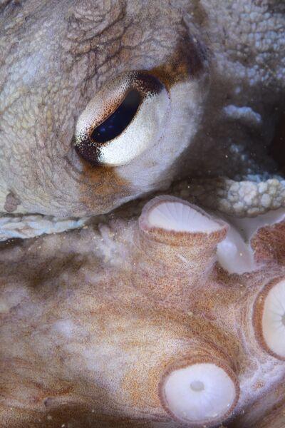 SCATTO SORPRENDENTE - Prix Macro: Max Briatte	e Mireille Martinaux