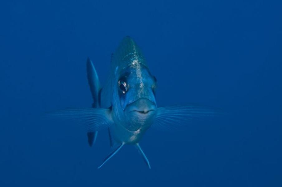 NEL BLU PIU' PROFONDO - Prix Poisson: Stephane Regnier e Sophie Perez