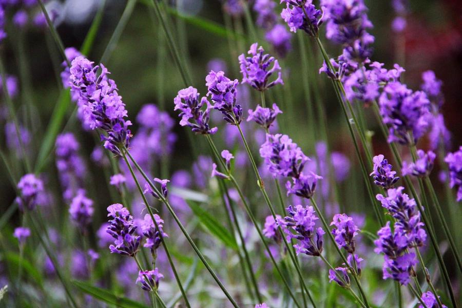 Concedersi un po’ di lavanda