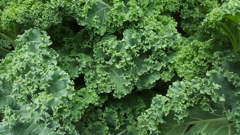 Verdure a foglia verde