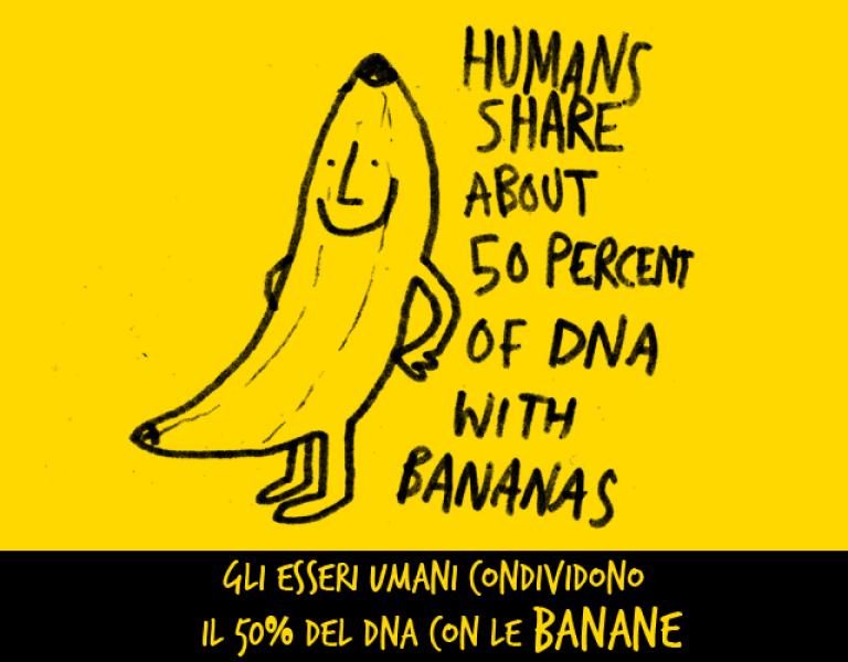 Le banane e noi