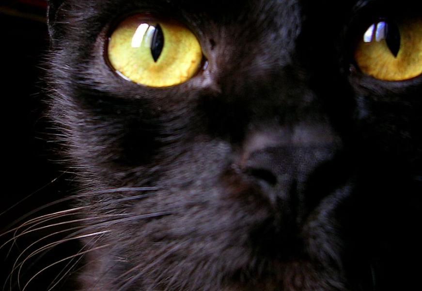 5. Occhi di gatto