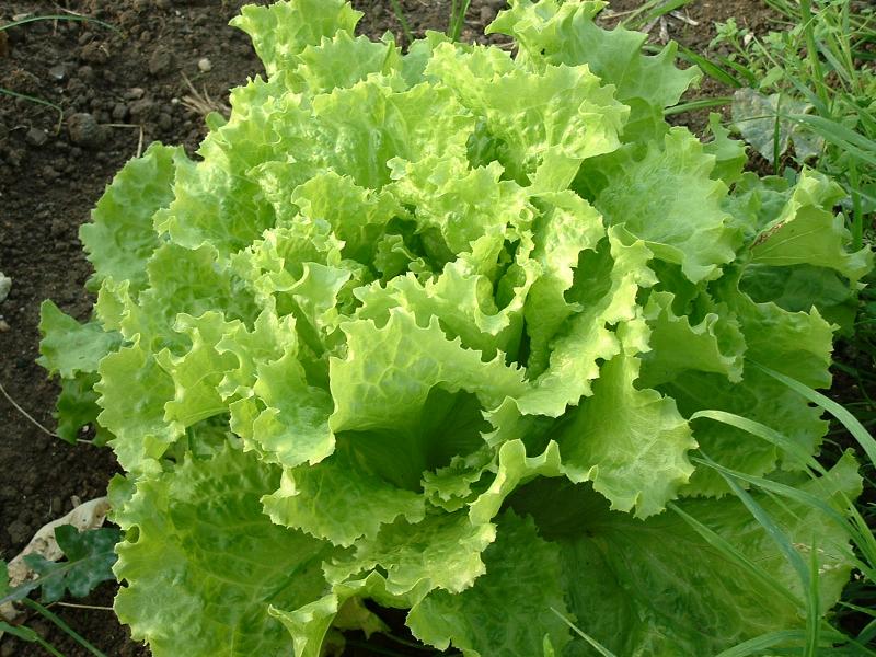 2.	Verdure a foglie verdi