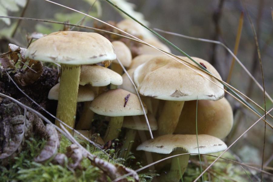 Funghi