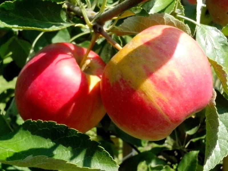 4. Il cibo biologico è più nutriente e saporito