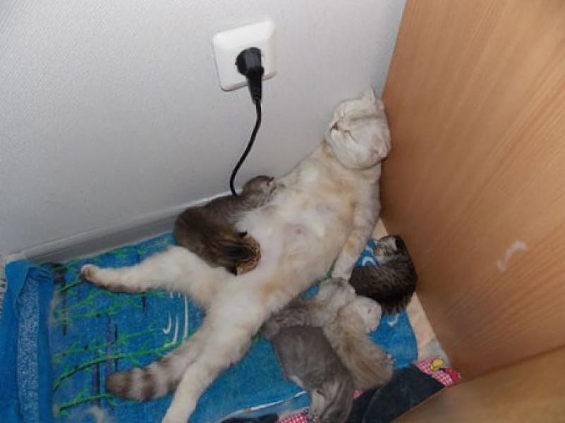 I gatti hanno 7 vite, e i gattini gliele succhiano tutte.