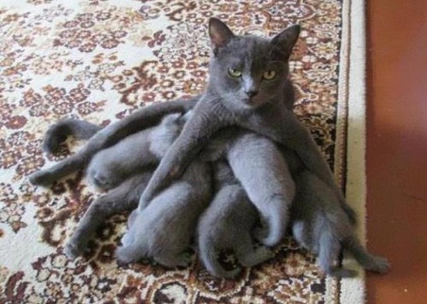 Mamma-polipo.