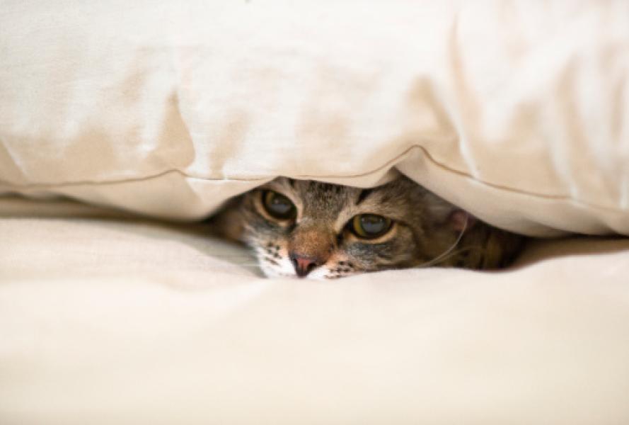 Perché si addormentano in posti assurdi?