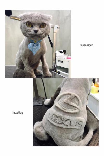 Il gatto con il marchio "Lexus"