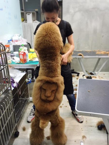 Il cane e il leone 