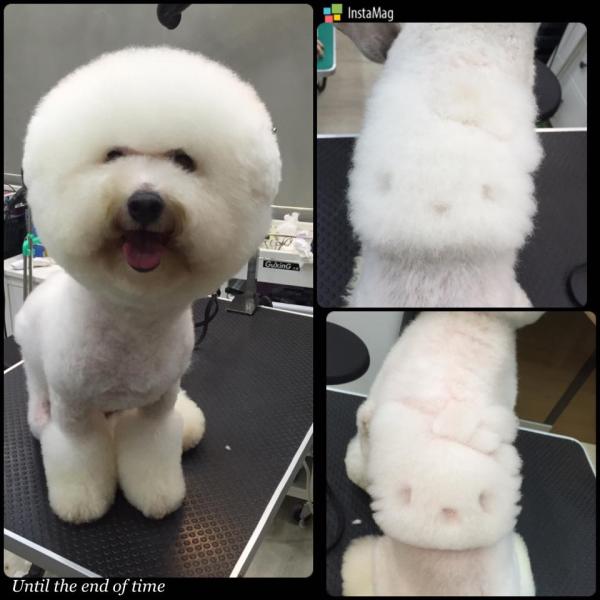 Il cane con Hello Kitty disegnato sul pelonati sul pelo