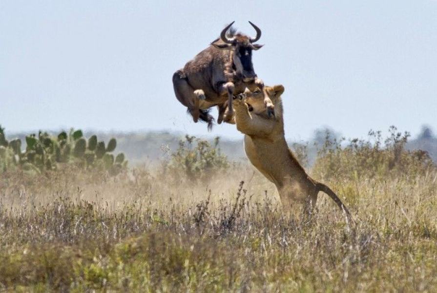 Kariega Reserve, South Africa. Photo by Jacques Matthysen