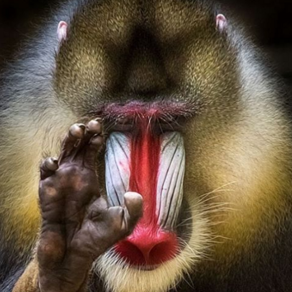 Mandrillo