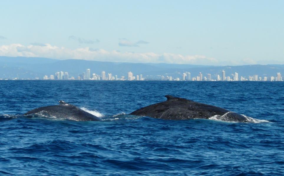 Whale Watching