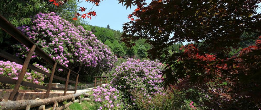  OASI ZEGNA – CONCA DEI RODODENDRI, Trivero - Biella