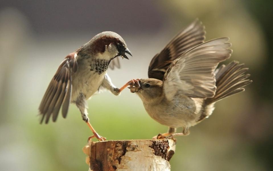 Gli uccellini