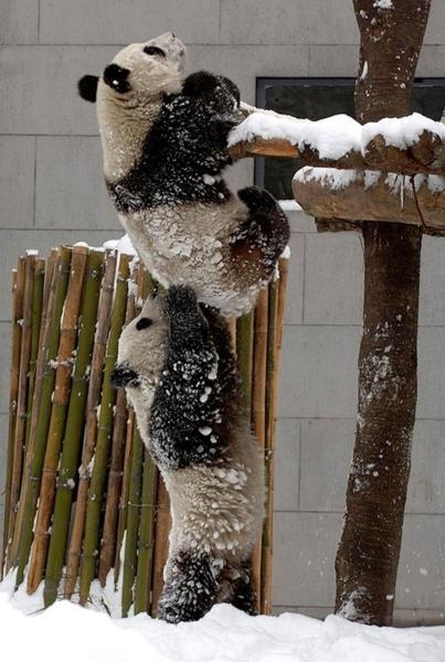 I panda