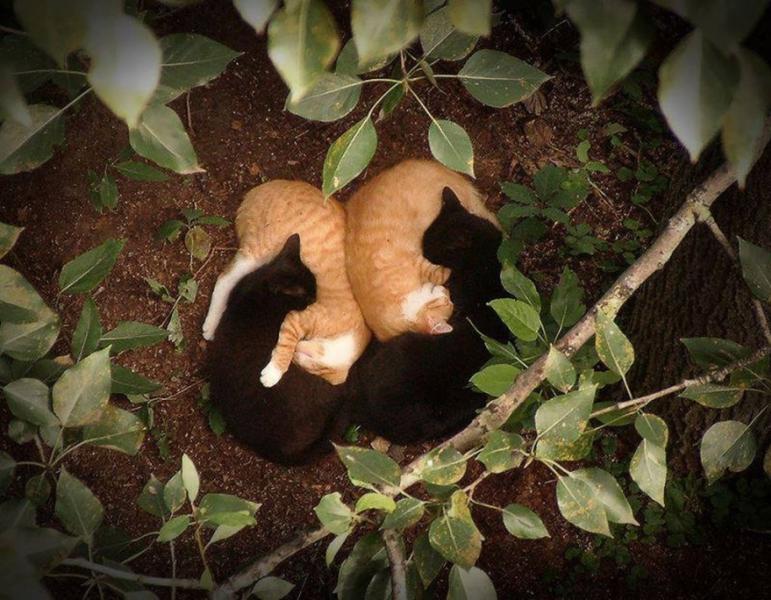 I gatti