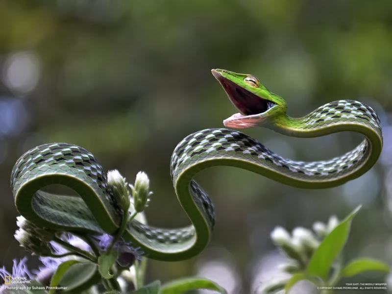 Il serpente