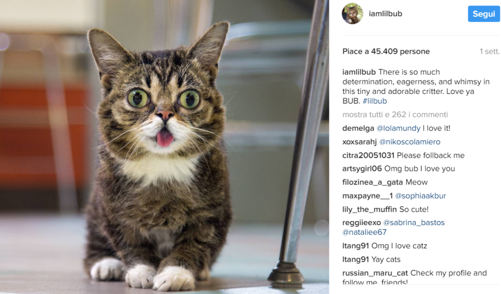 Lil Bub