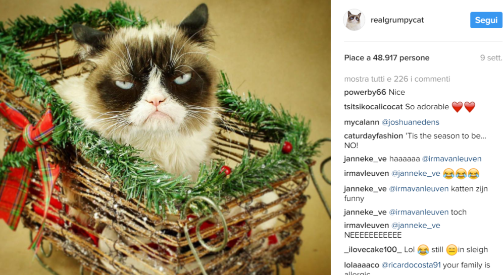 Grumpy cat