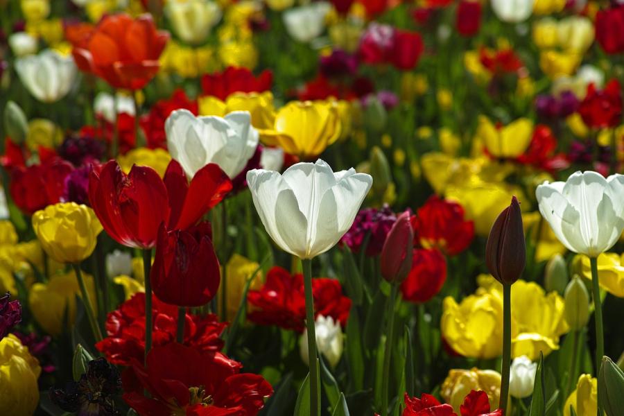 Fiori di primavera 