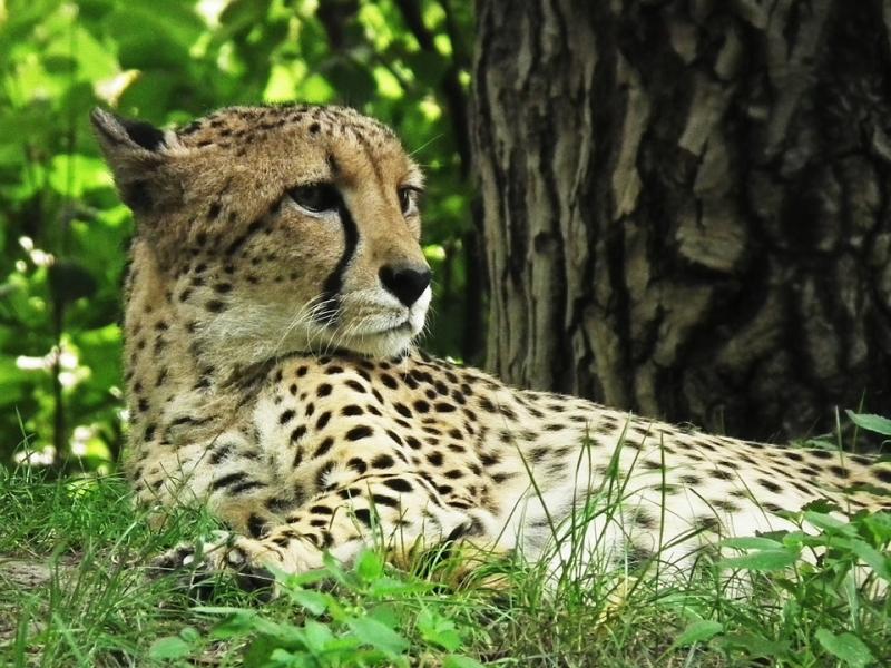 3. Migliaia di specie animali