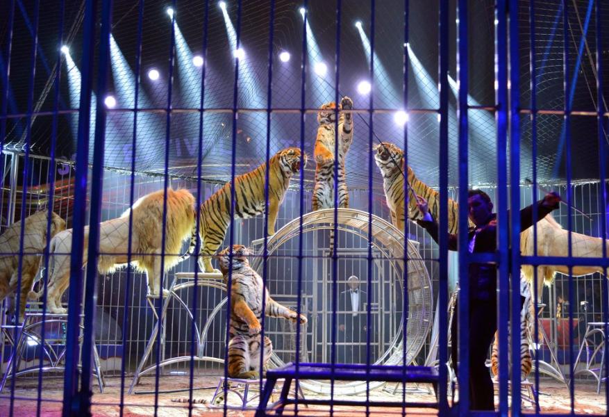 Festival Internazionale del Circo di Monte Carlo - 2014